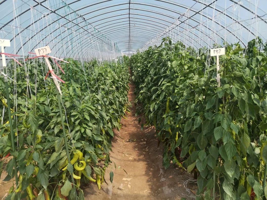 大棚溫室種植辣椒，提前防備病蟲害，為辣椒生長提供優(yōu)質(zhì)環(huán)境